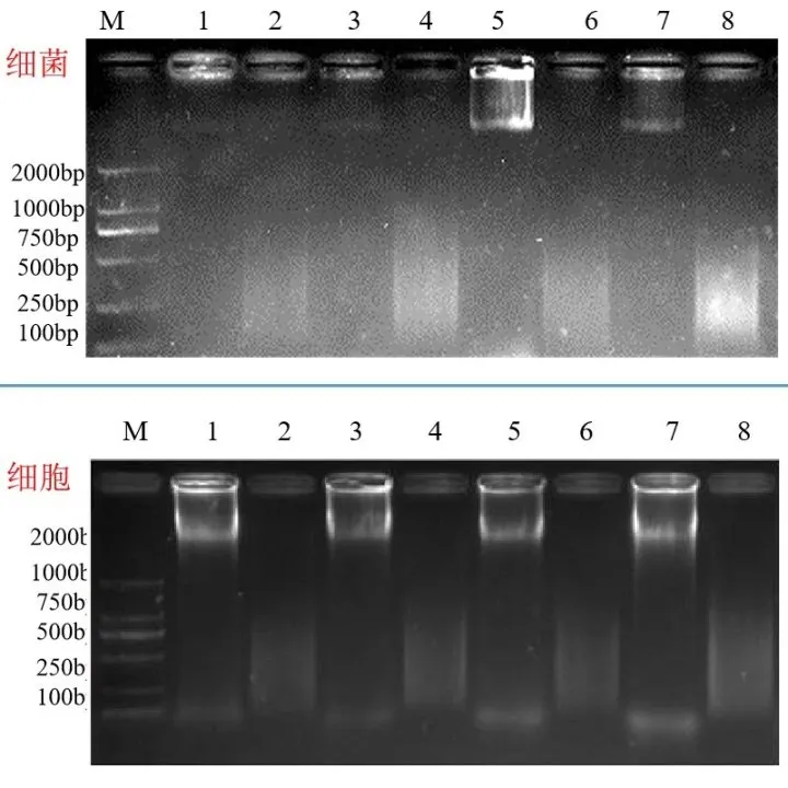 BoFU®80染色质剪切实验结果